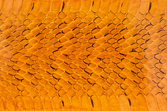 Шкурка змеи, 1300×75-100мм (оранжевая глянцевая)