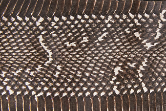 Шкурка змеи, 950×80-110мм (коричневая глянцевая)