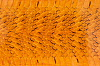 Шкурка змеи, 1300×75-100мм (оранжевая глянцевая) - фото №2