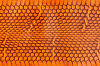 Шкурка змеи с головой, 940×100мм (оранжевая глянцевая) - фото №2