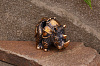 Бусина на темляк XL «Боевой носорог» - фото №3
